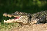 American Alligator