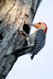 Red-bellied Woodpecker