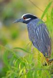 Yellow-crowned Night-Heron