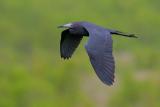 Little Blue Heron