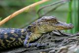 American Alligator