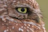Burrowing Owl