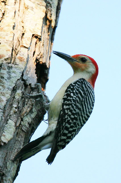 Red-bellied Woodpecker