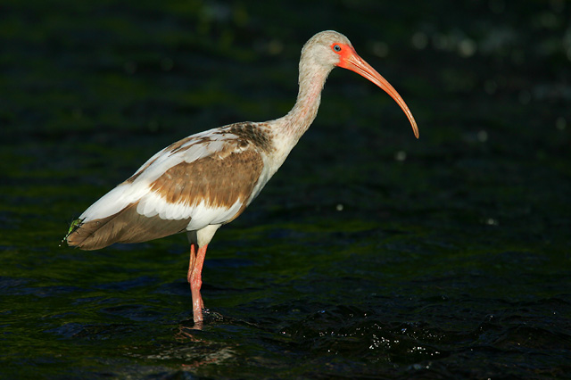 White Ibis