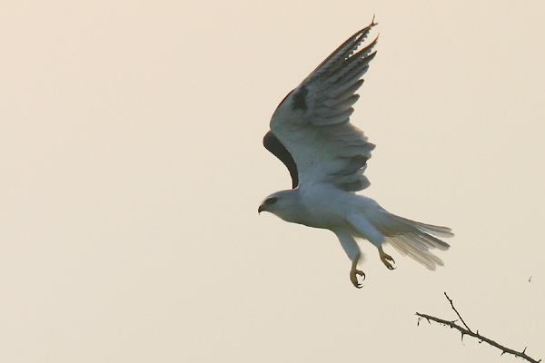 White-tailed Kite