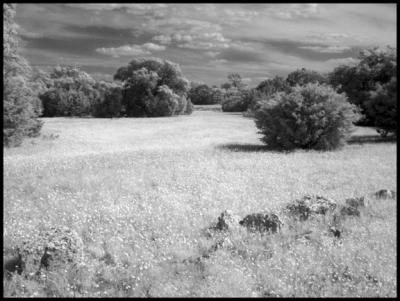 Field of Dreams.jpg