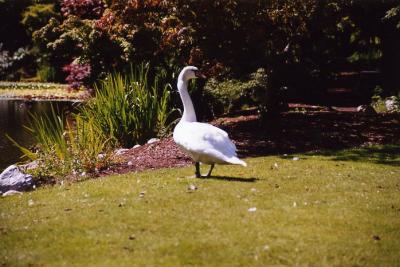 Van Dussen Gardens 09.jpg