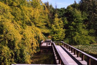 Van Dussen Gardens 12.jpg