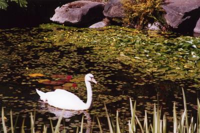 Van Dussen Gardens 19.jpg