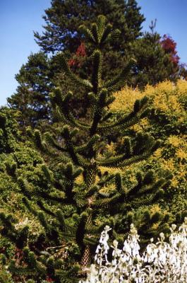 Van Dussen Gardens 24.jpg