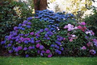 Van Dussen Gardens 30.jpg