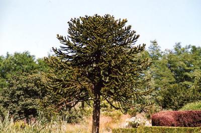 Van Dussen Gardens 36.jpg