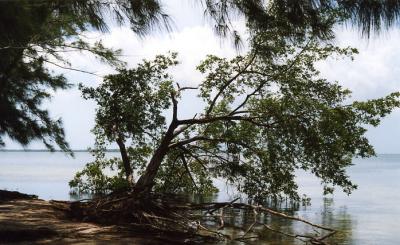 Grand Cayman 23.jpg