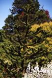 Van Dussen Gardens 24.jpg