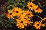 Van Dussen Gardens 34.jpg
