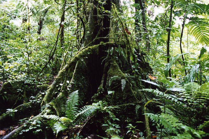 Costa Rica 21.jpg
