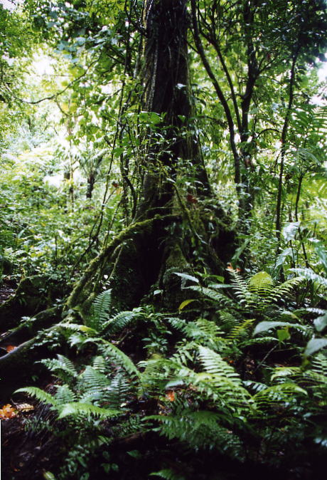 Costa Rica 22.jpg