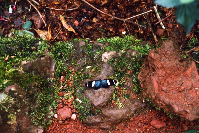 Costa Rica 53.jpg