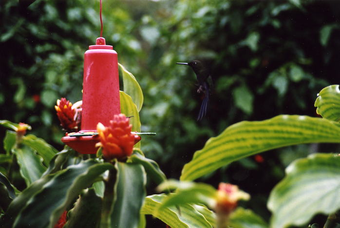 Costa Rica 55a.jpg