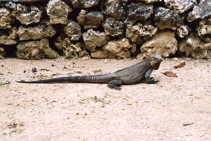 Grand Cayman 06.jpg