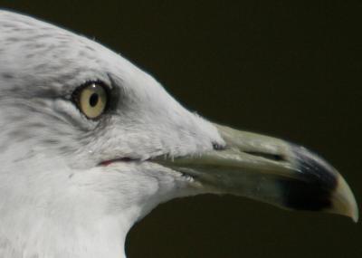 IMG_7862Crop_100.jpg