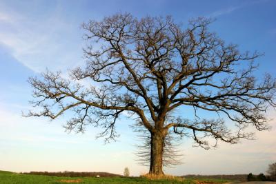 Great Oak