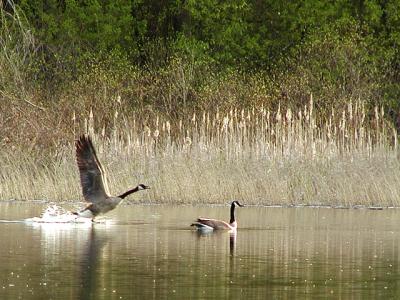 Walk on Water