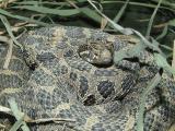 Eastern Massasaga Rattlesnake