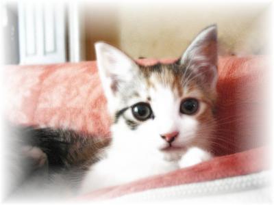 kitten