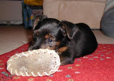 puppy