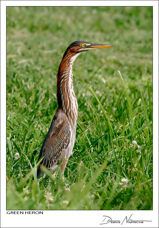 Green Heron