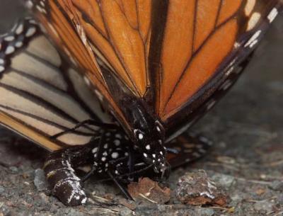 February 14, 2005 - Mating Monarchs