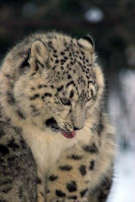 Bronx Zoo in Winter