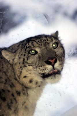 Bronx Zoo in Winter
