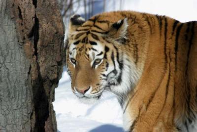 Bronx Zoo in Winter