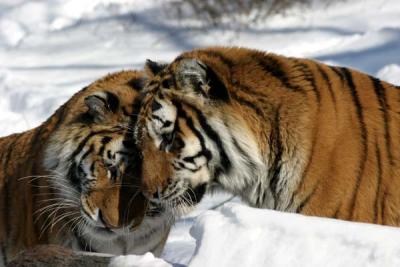 Bronx Zoo in Winter