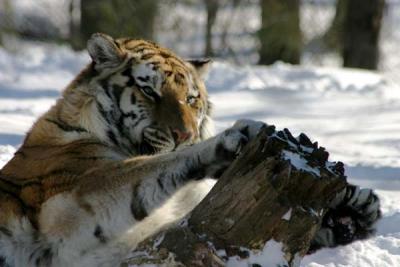 Bronx Zoo in Winter