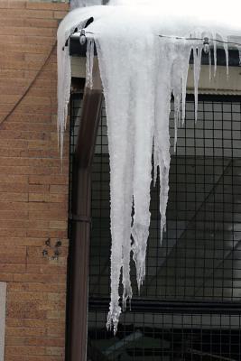 Bronx Zoo in Winter