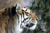 Bronx Zoo in Winter