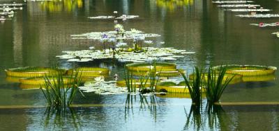 u44/davidroyimages/medium/34431172.lillypond13.jpg