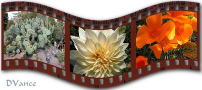 Film Strip