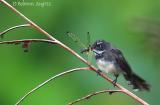 Pied-Fantail-w-Dragonfly.jpg