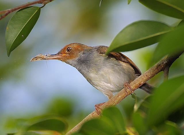 Ashy Tailorbird moth breakfastjpg