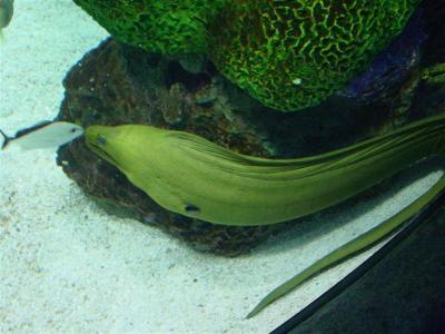 Moray eel