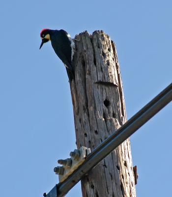 Woodpecker1.jpg