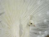 white peacock Henrys ark ems.jpg