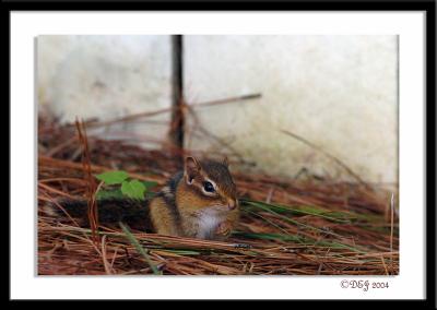 Baby Chipmonk