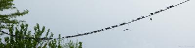 Swallows.jpg