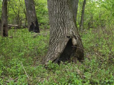 Hollow Tree.jpg