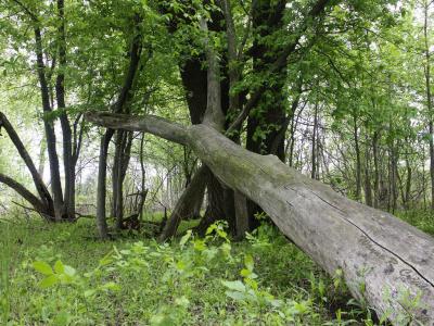 Fallen Tree.jpg